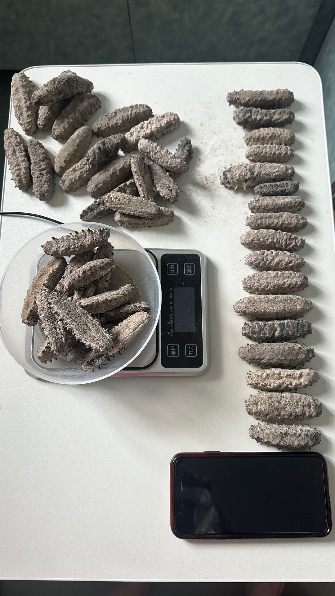 Sea Cucumber墨西哥野生刺參一斤